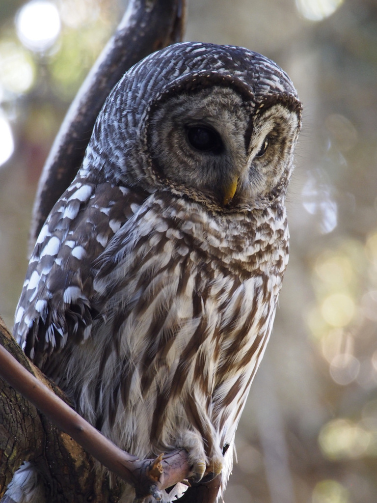 Barred Owl