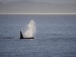 whale_0009