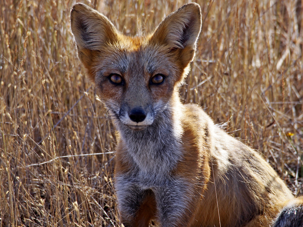 fox_0010