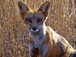 fox_0010