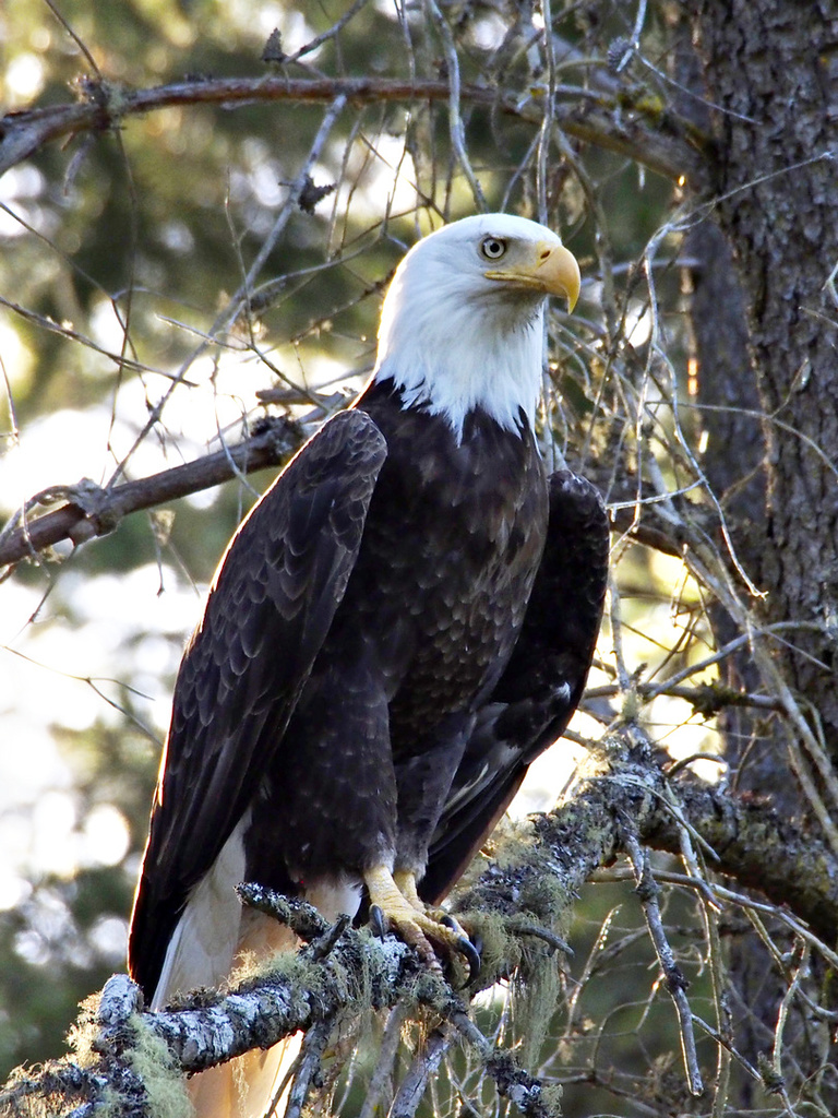 Bald Eagle