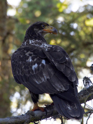Immature Bald Eagle