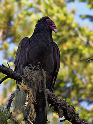 Vulture