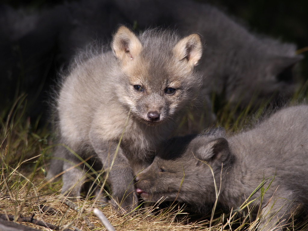 kits_0066