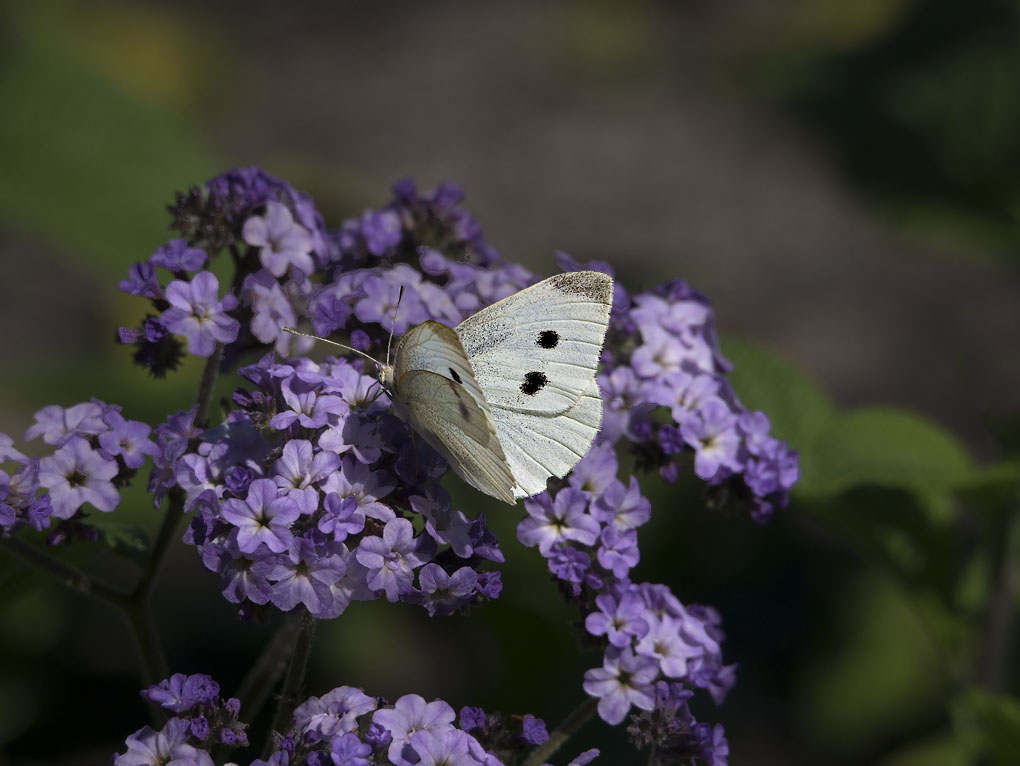 Cabbage White