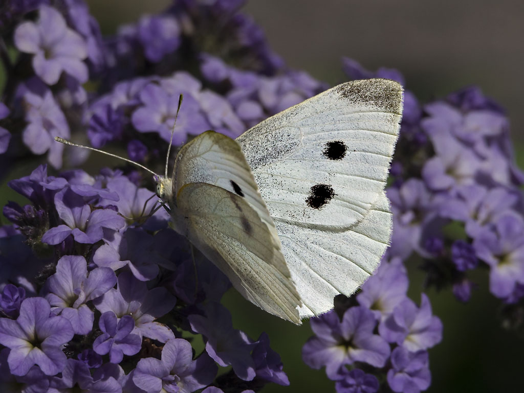 Cabbage White