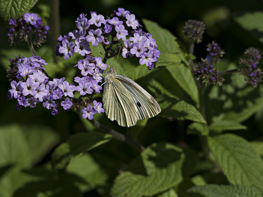 Cabbage White