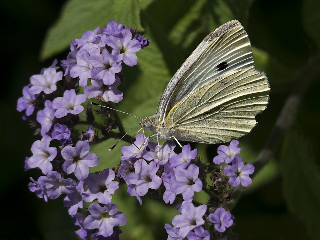 Cabbage White