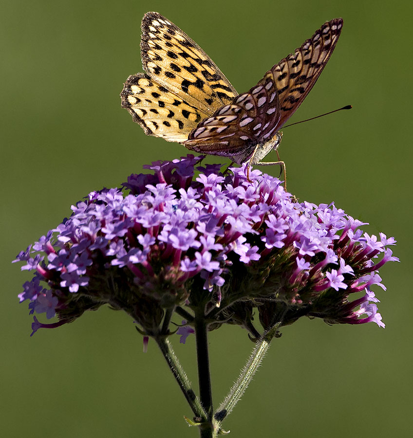 Silver bordered Fritillary