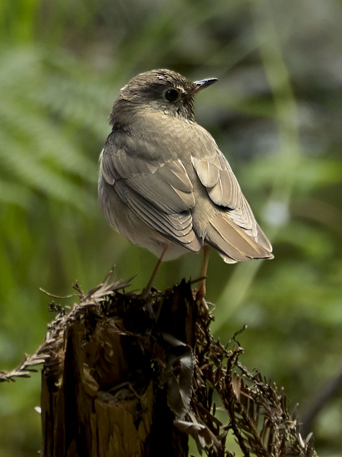 Warbling Vireo?