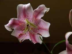 P7130182