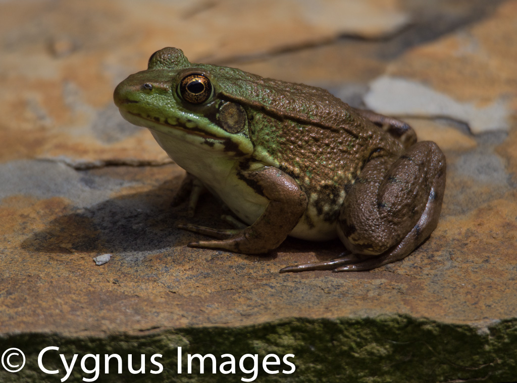 Our Frog Loves The Camera