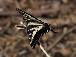 Western Tiger Swallowtail