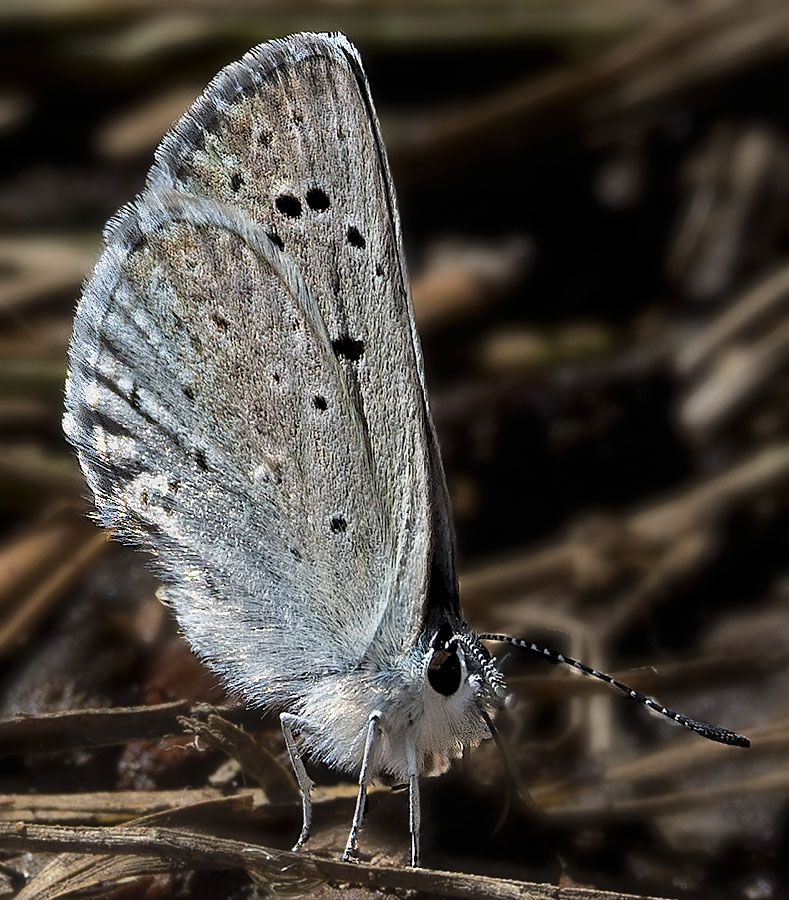 Silvery Blue