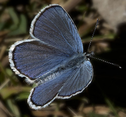 Silvery Blue