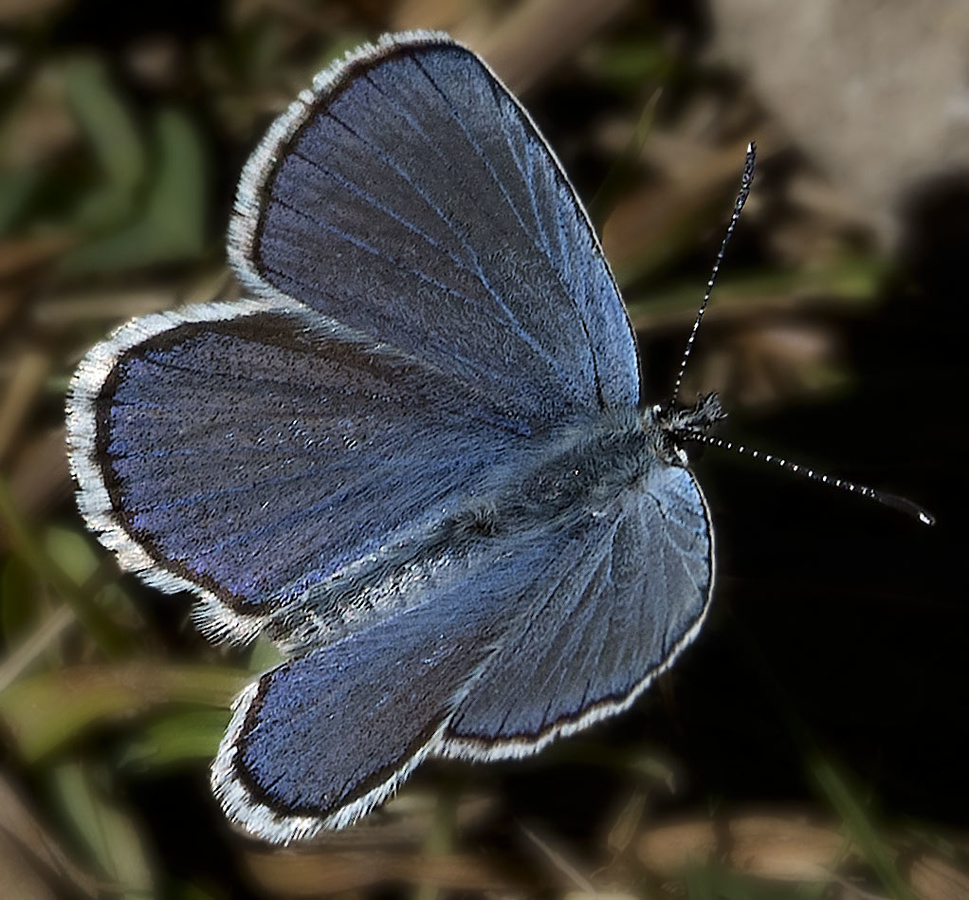 Silvery Blue