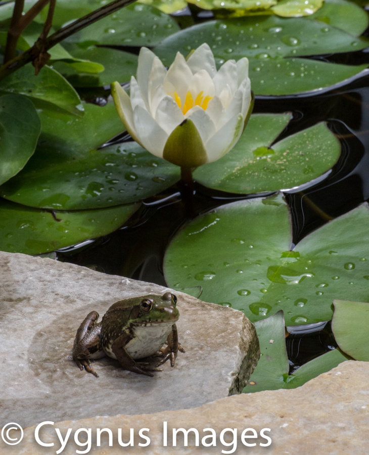 Frog And Lily