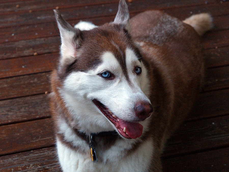 Blue-eyed shedding machine