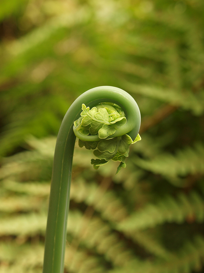 A favourite fern