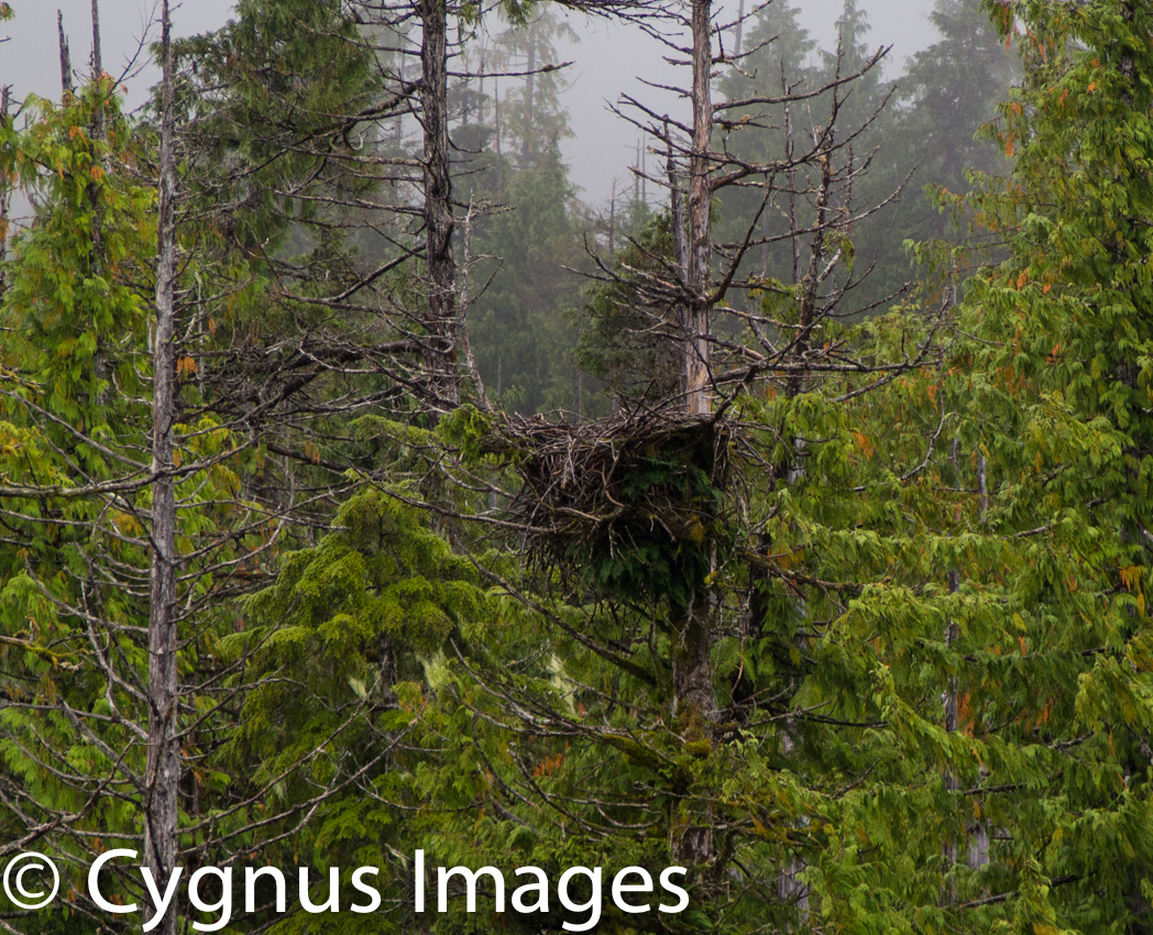 Eagle's Nest