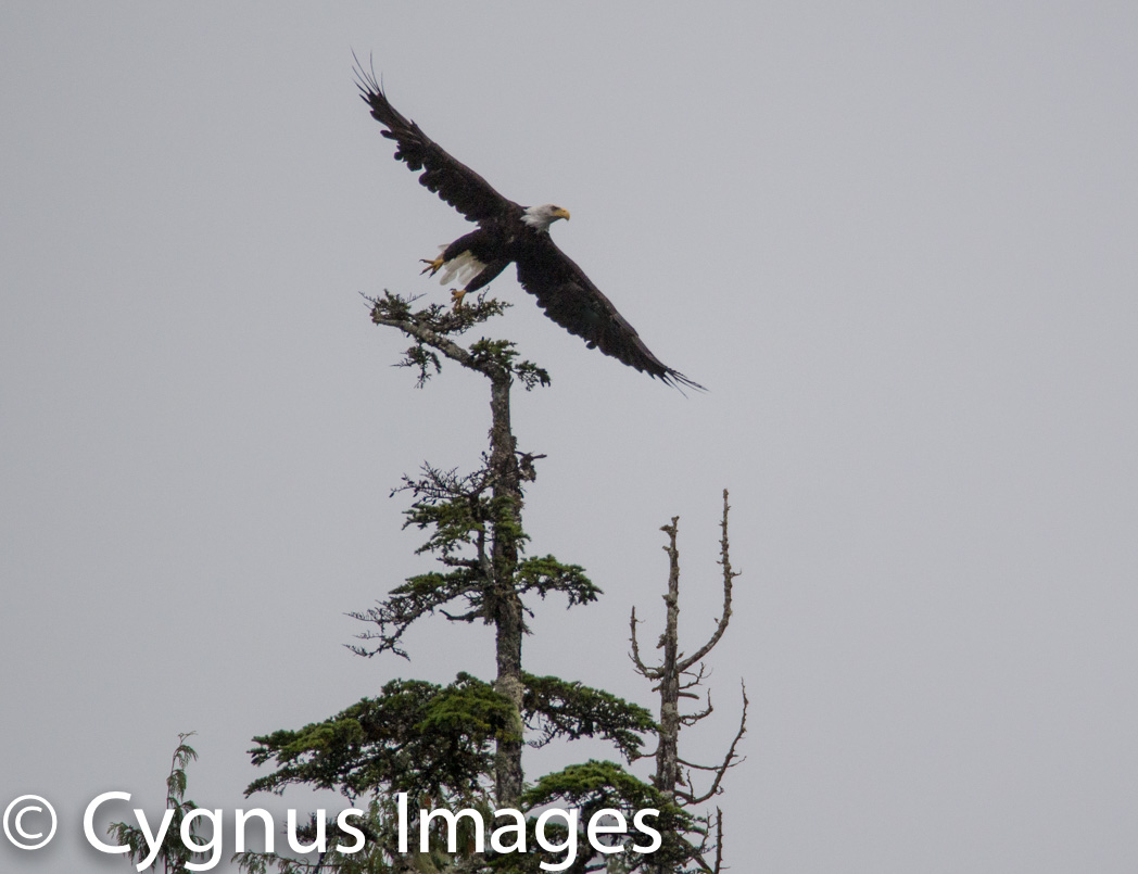 Eagle on the Wing