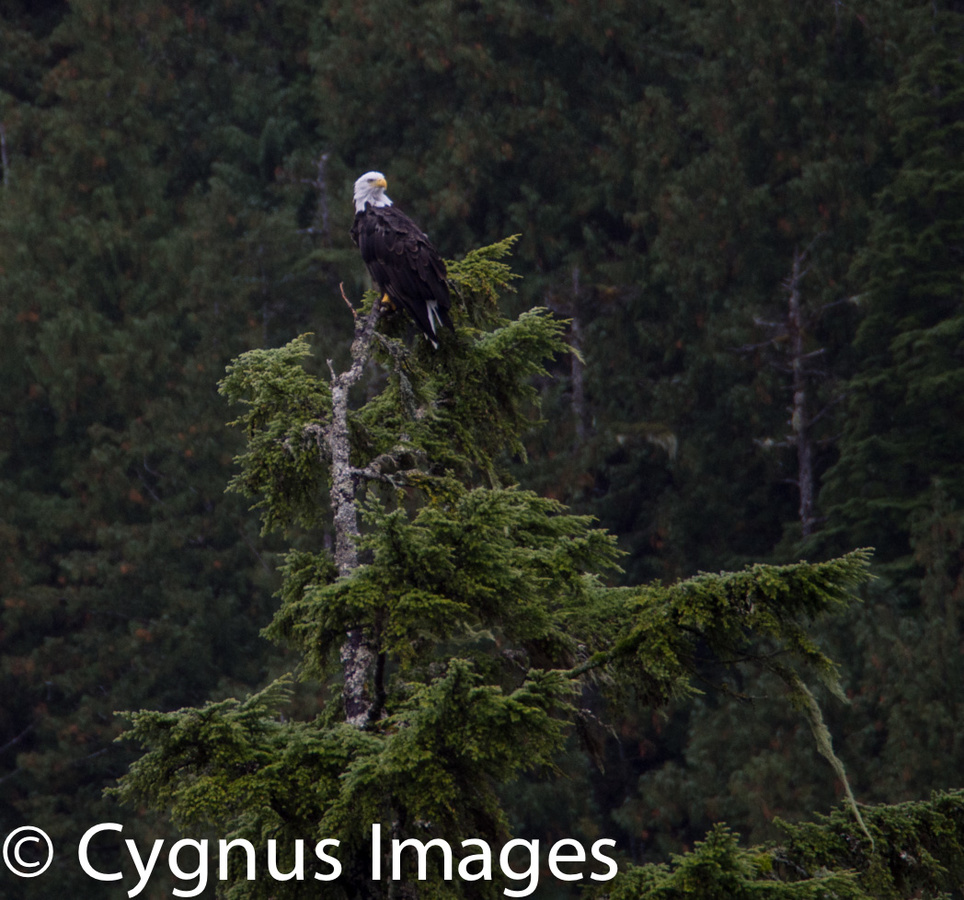 Bald Eagle Perching