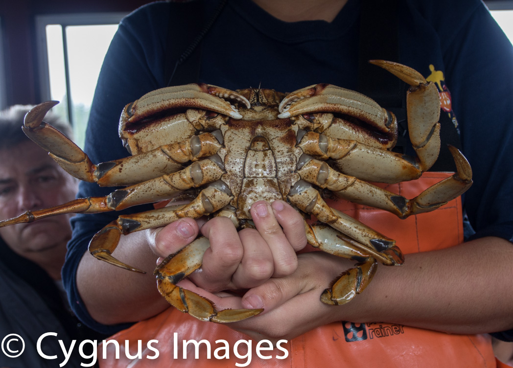 Dungeness in the Wild