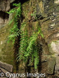 Decay