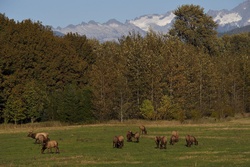 Elk