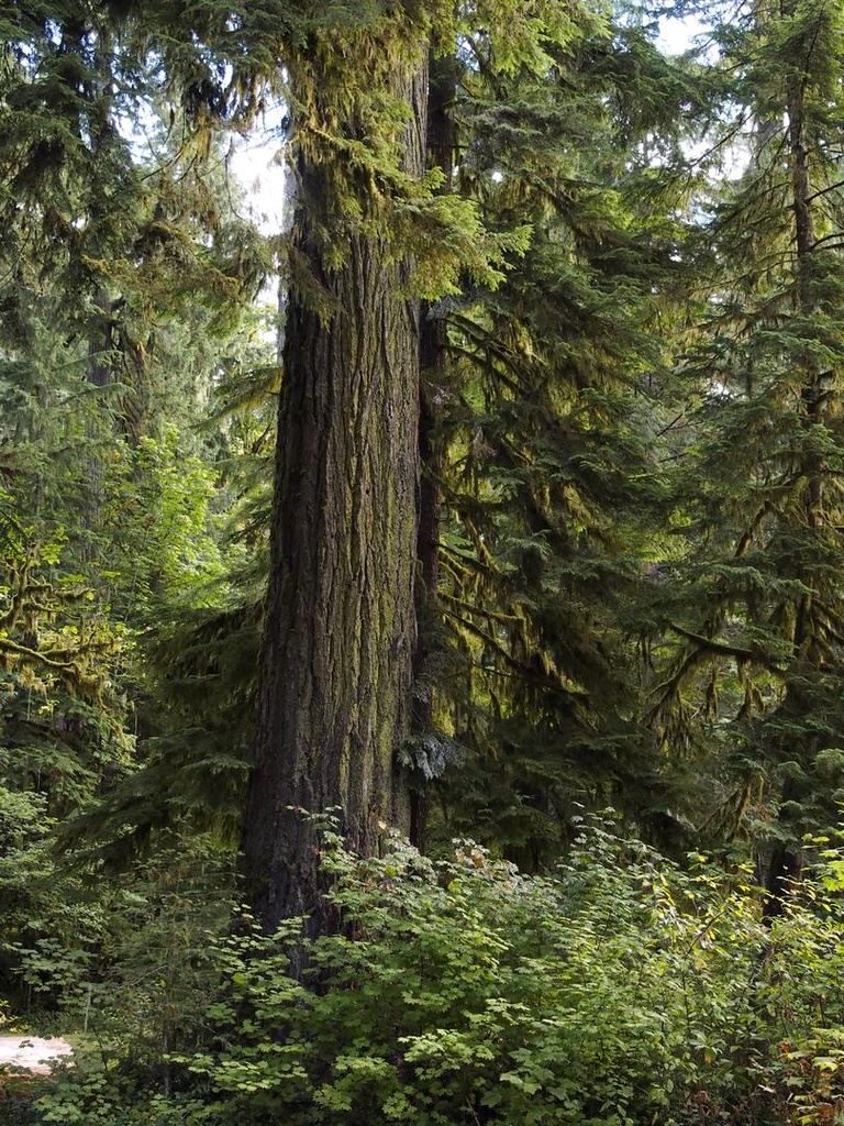 old growth fir