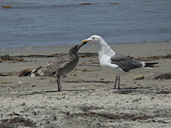 Beach at La Jolla