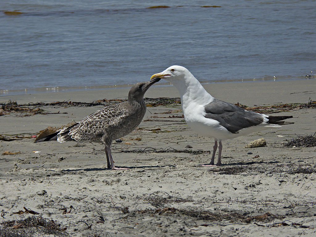 Mother and Child Reunion