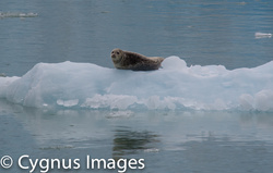 Seal On Ice