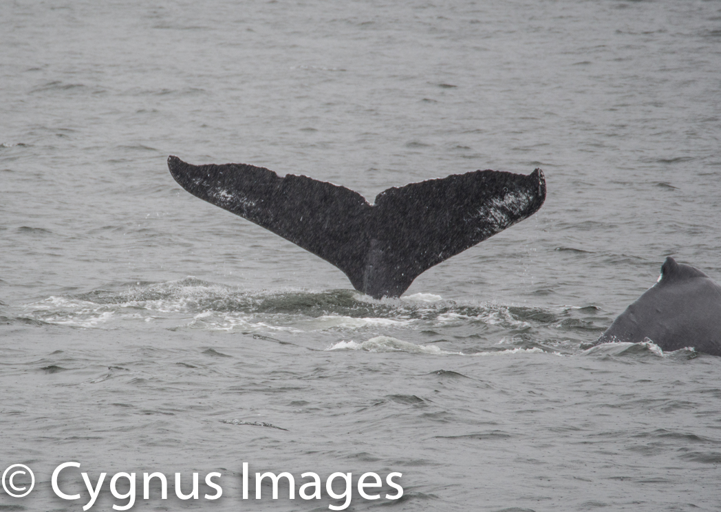 Humpback Tail