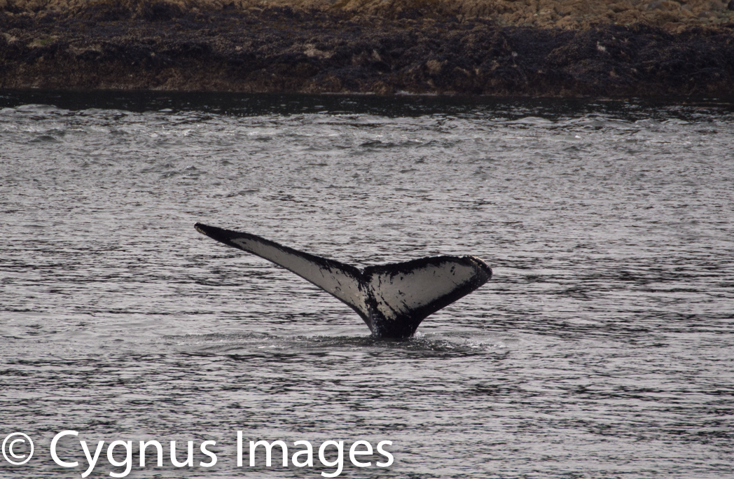 Humpback Tail