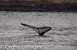 Humpback Tail