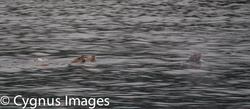 Seal Herd