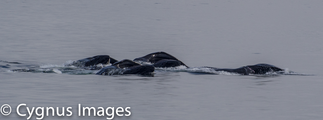 Pod of Humpbacks