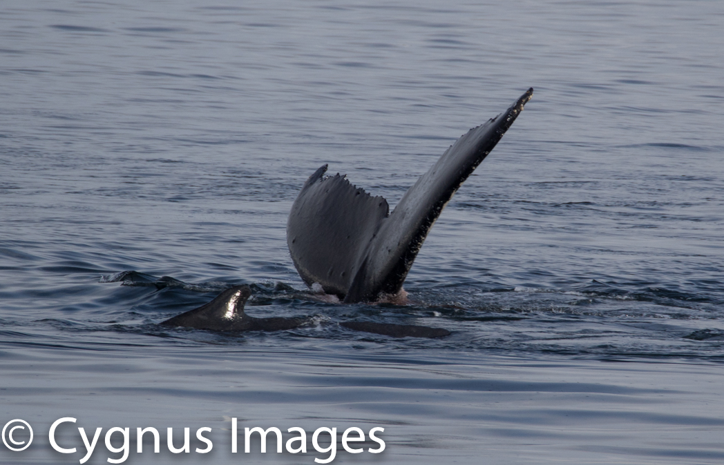 Humpback Tail II