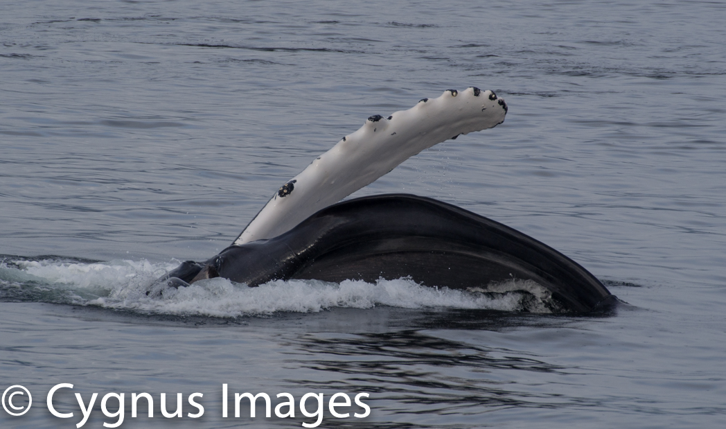 Humpback Pectoral