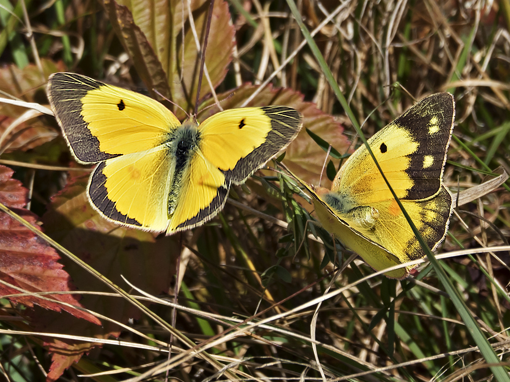 Sulferous Mating Dance