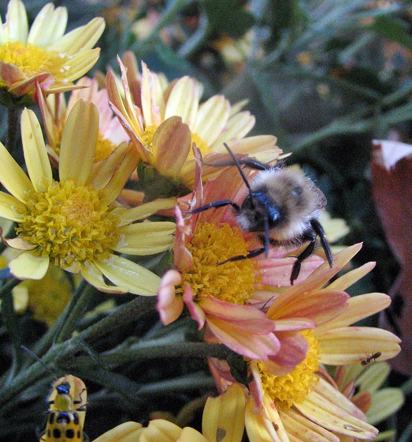 Bee & friend