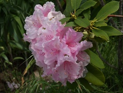Rhododendron