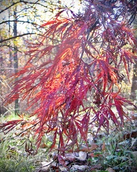 Japanese Maple