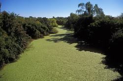 Green River