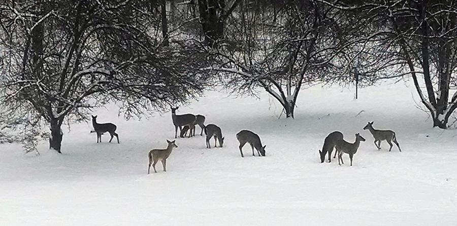 Backyard party