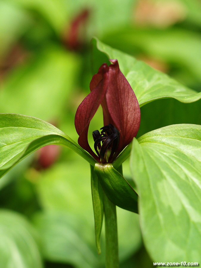 prairie trillium-1