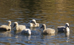 _6243297-crop