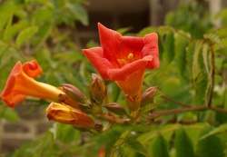 35mm macro
