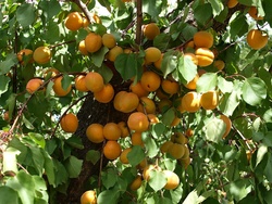 Apricots-2016